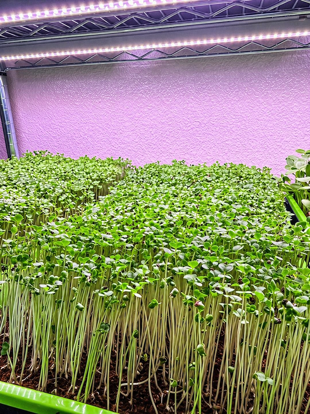 Vibrant broccoli microgreens
