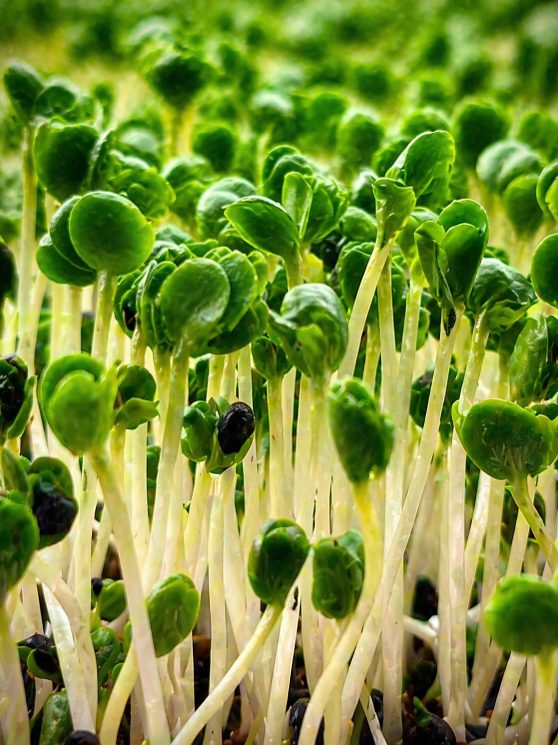 Vibrant broccoli microgreens