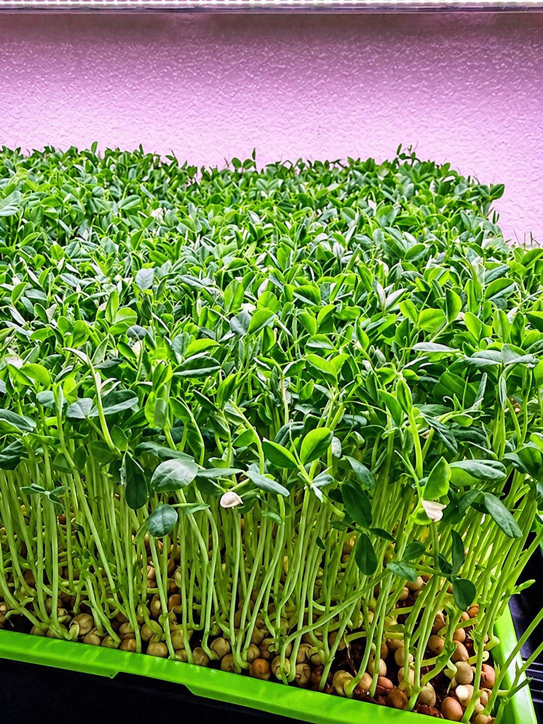 Vibrant pea shoot microgreens