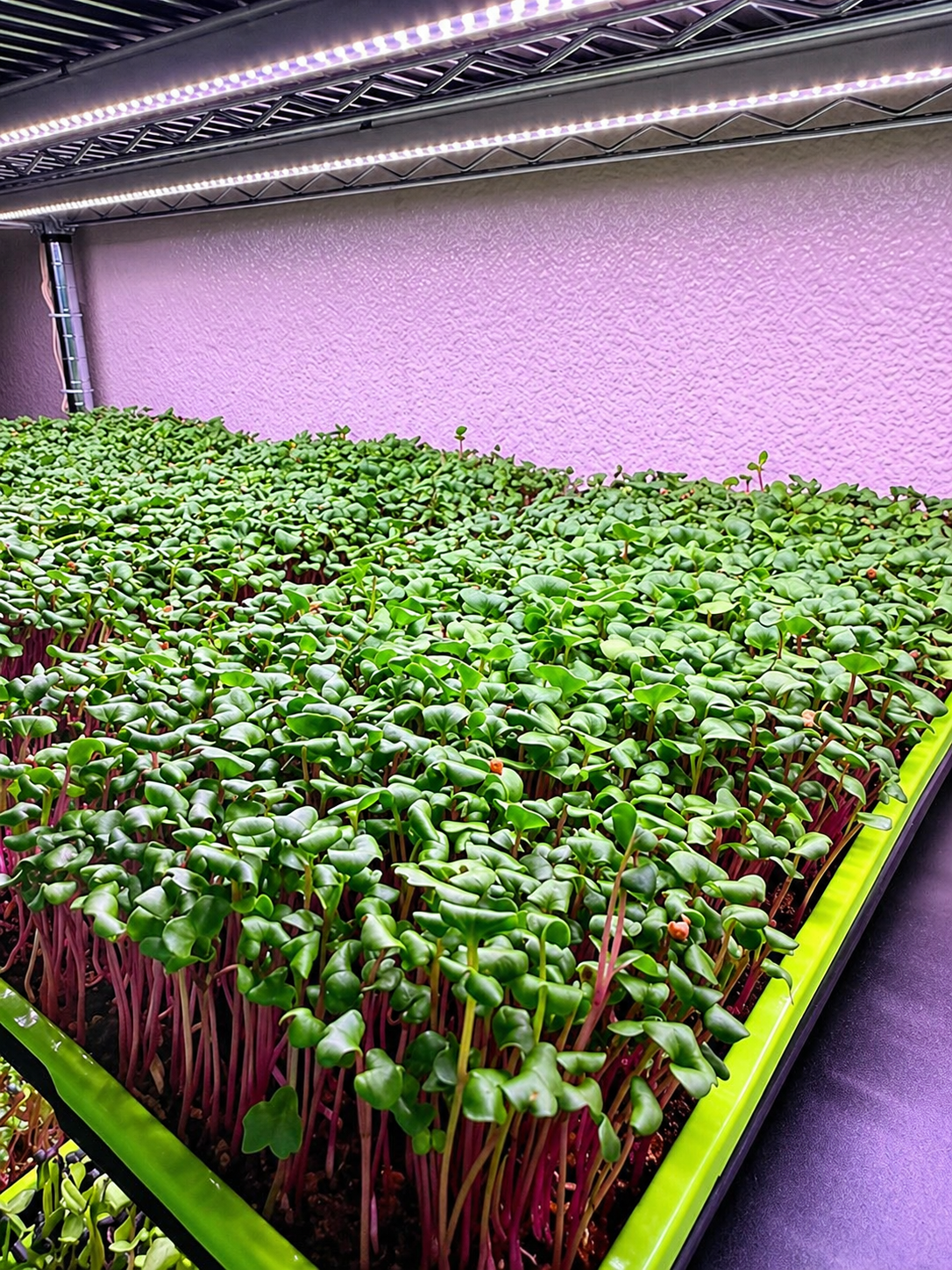 Vibrant radish microgreens